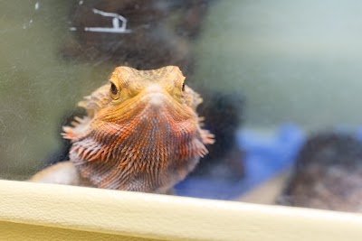 Photos of Avian and Exotic Animal Care
