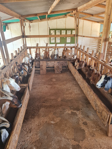 Aletta's Goat Farm - Thumbnail