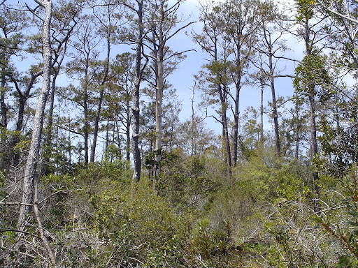 Buxton Woods Reserve - Thumbnail