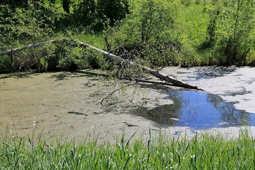 Männikjärv