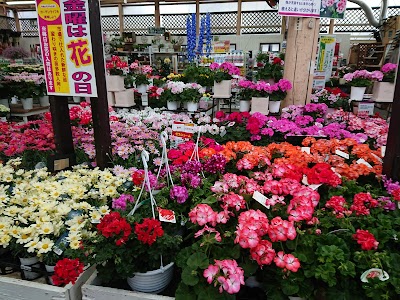 ジョイフル本田 君津店 ガーデンセンター Sodegaura Shi Chiba 81 439 55 0111