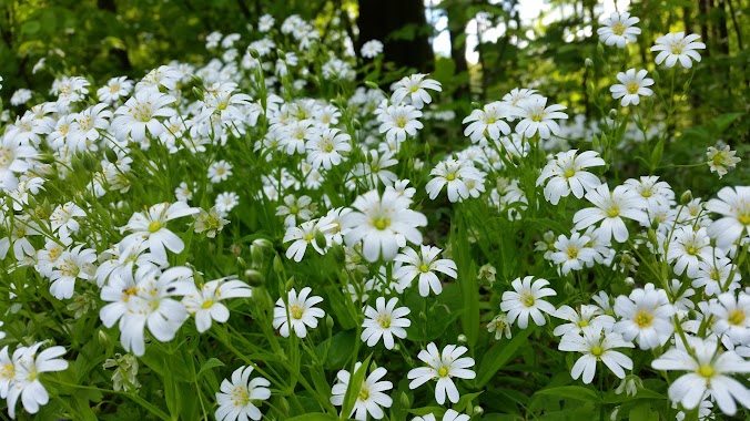 Ogródki Działkowe Stary Gaj, Author: Miłosz Huber