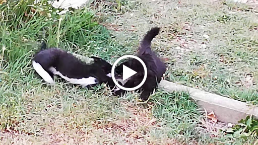 Photo de Mas Thibert