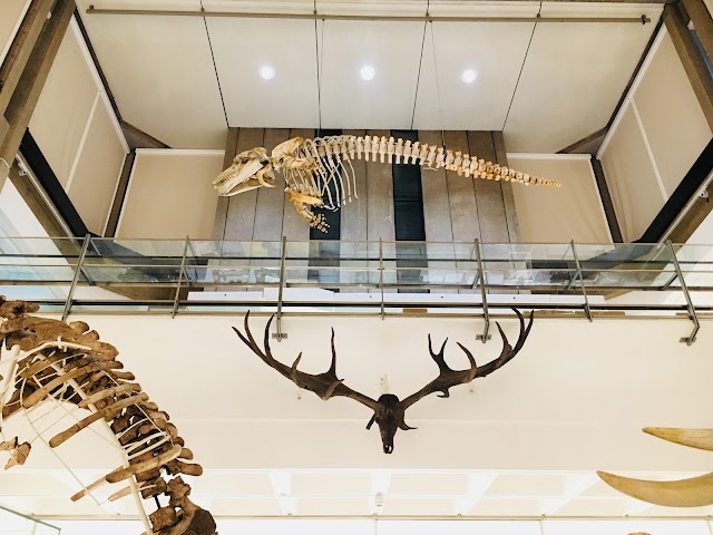 University Museum Of Zoology