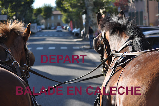 Cheval en Renes - Activité Equestre Attelage - Thumbnail
