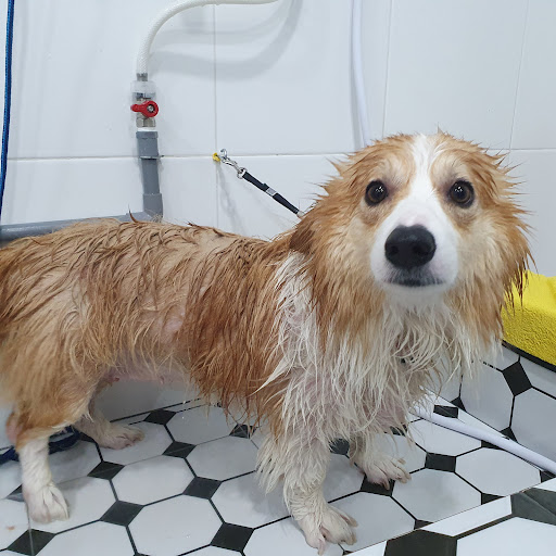 Furry Friend Pet Services