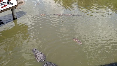 Photos of Gatorama