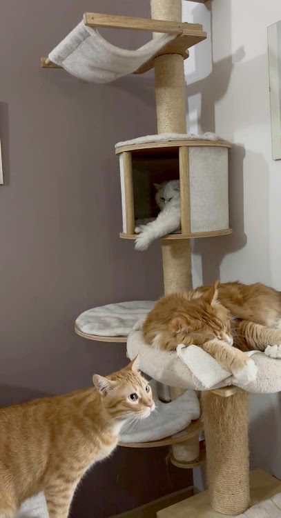 Cat sitter a Milano | pensione casalinga per gatti