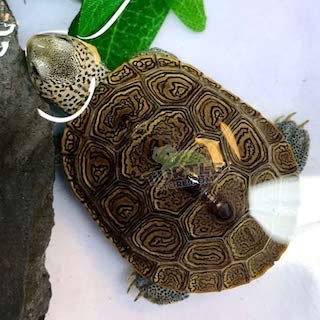 Turtle Store - Thumbnail