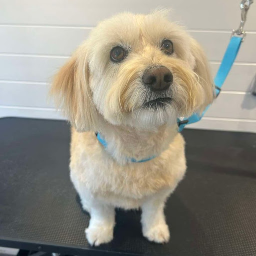 Eden Dog Grooming and Spa