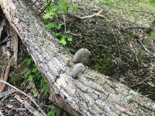 Holly Springs Trail - Thumbnail