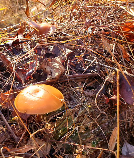 Forked Creek Trail - Thumbnail