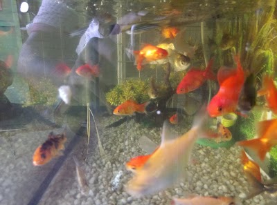 Photos of Birds World & Aquarium