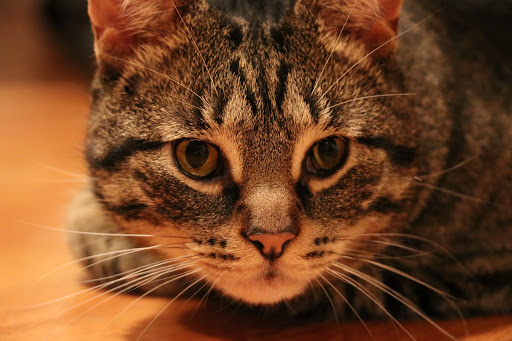 Meisels Animal Hospital - Thumbnail