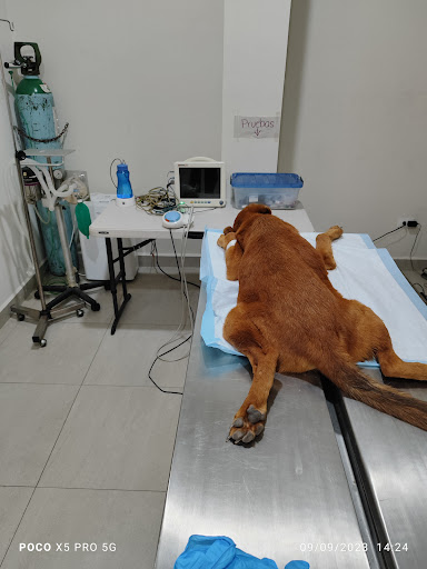 Veterinaria Castilla