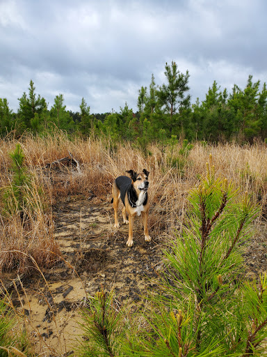 Big Woods Wildlife Management Area - Thumbnail