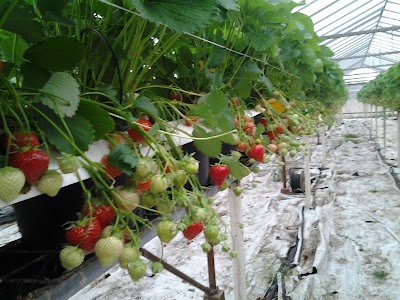 Boerderijwinkel van der Heijden groente en fruit, asperges, aardbeien, groente en fruit