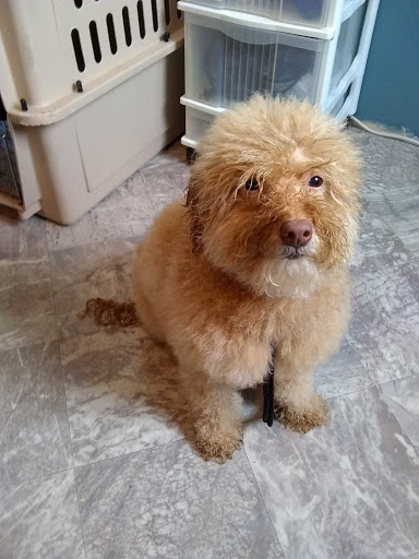 Nonnie's Pet Grooming - Thumbnail