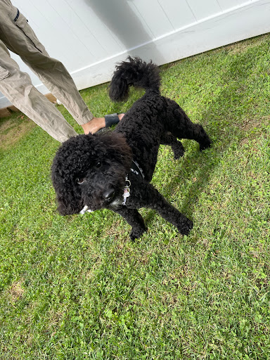 Furbabies Salon LLC - Thumbnail