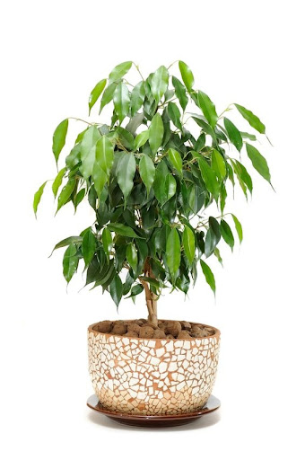 #dubaigarden #gardendubai #dubaigardening #gardening
