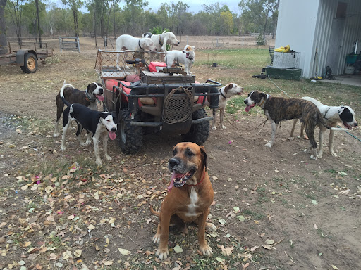 Vets in Zillmere - Thumbnail