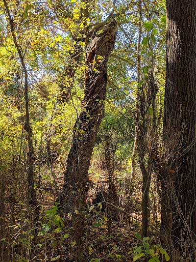 Oakland Forest & Meadow Preserve