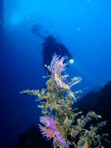 Barracuda Diving - Visual