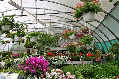Photos of Nylund Planteskole/Blomster