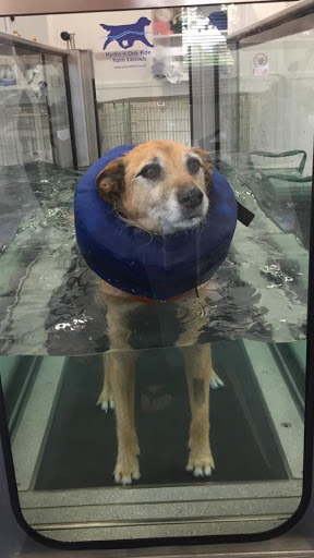 Hydro @ Oak Ride Farm Kennels & Cattery