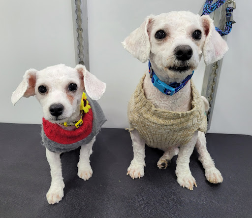 Lovely Lucy’s Dog and Cat Grooming - Thumbnail