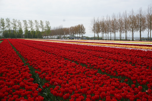 Tulip Field - Thumbnail