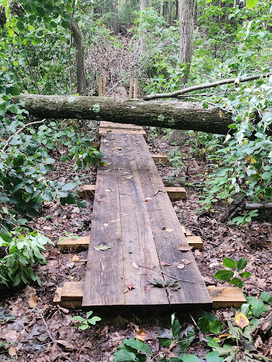 Glennie Woodlot and Town Farm Forest trail - Thumbnail