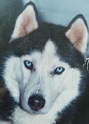 Photo n°37 de LES SAVONS DE LOUP KATLAN à Grugies (Magasin de produits de beauté)