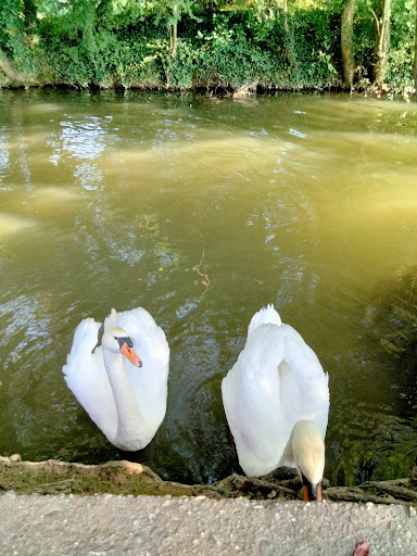 Sérézin du Rhône, bords de l'Ozon - Thumbnail