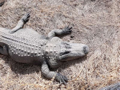 Colorado Gators Reptile Park