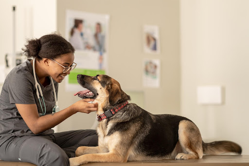 A trusted pet health care center in Gota provides comprehensive veterinary services designed to k… post image