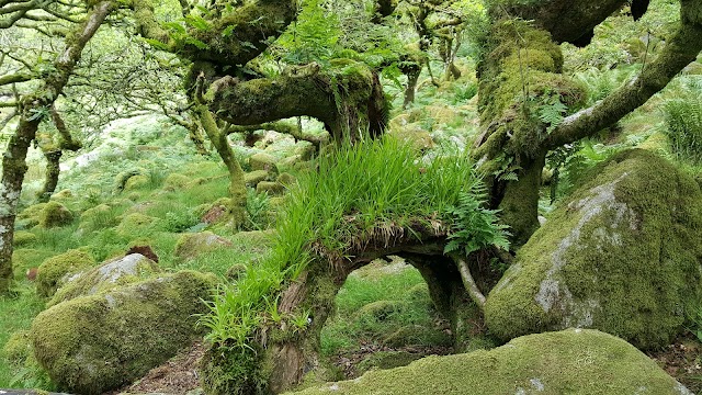 Wistman's Wood