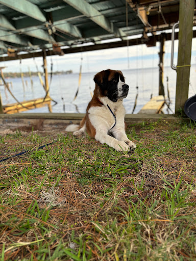 Southern NH Pet Grooming - Thumbnail