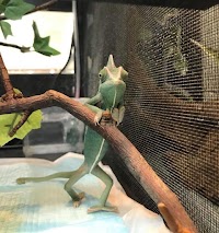 ゲッコー苫小牧弥生店