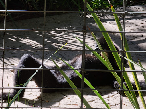 Gorilla Forest - Thumbnail