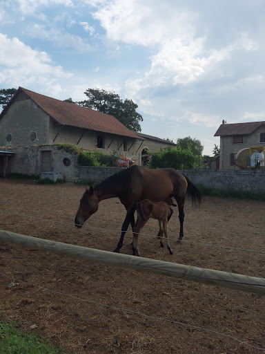Poney Club Bruyeres - Thumbnail