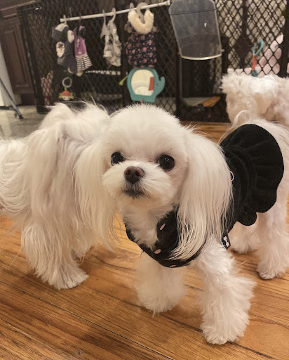 Lovely Doggy - Thumbnail