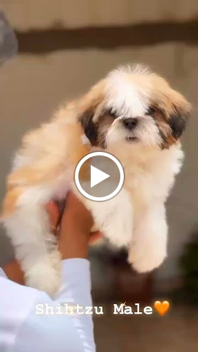 Shitzoo male puppy available 99 13 88 07 08 post image