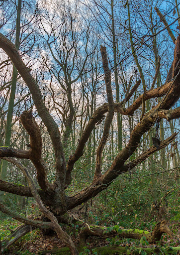 Pound Wood Nature Reserve Gallery - United Kingdom