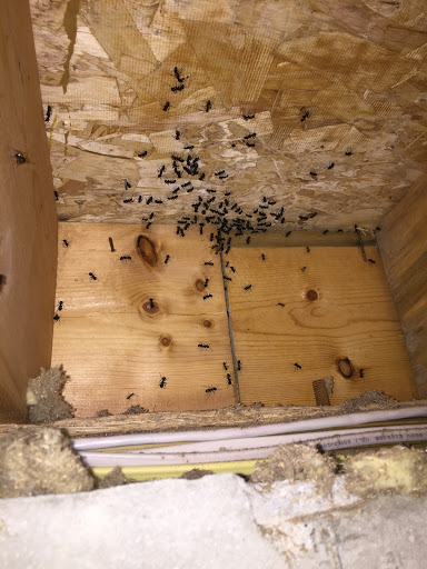 D-Line Pest Services - Thumbnail