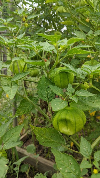 West Side Community Gardens