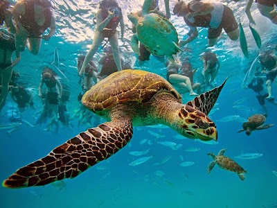 Photos of A Plus Tours and Events Barbados