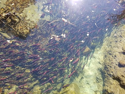 Taylor Creek Visitor Center: Salmon Run