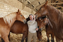 Haras de Villers - Commerce - Pensions de Chevaux - Compétition - Coaching à Erquery