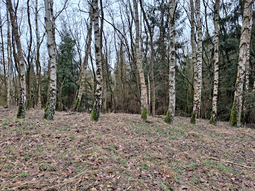 Vogelbeobachtungsstelle - Thumbnail